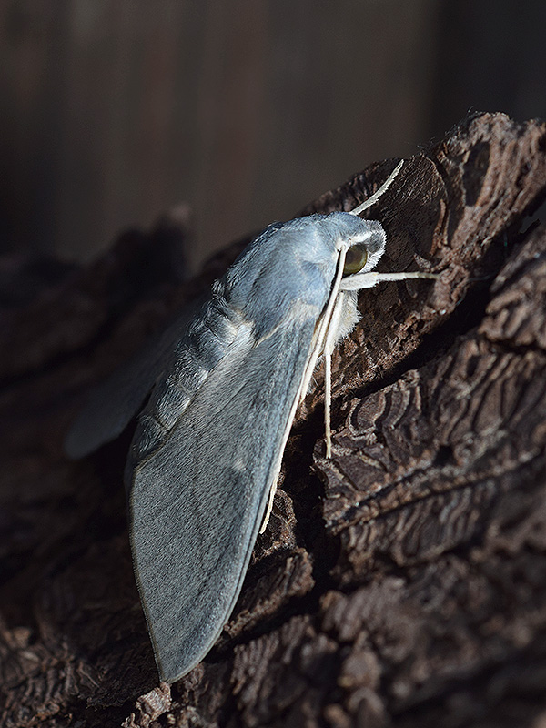 Hyles vespertilio, Sphingidae